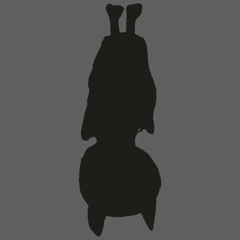 Fledermaus