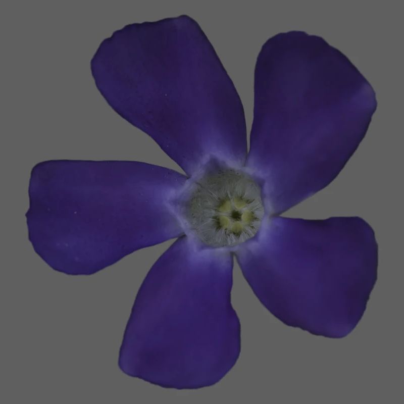 Fleur pourpre pervenche