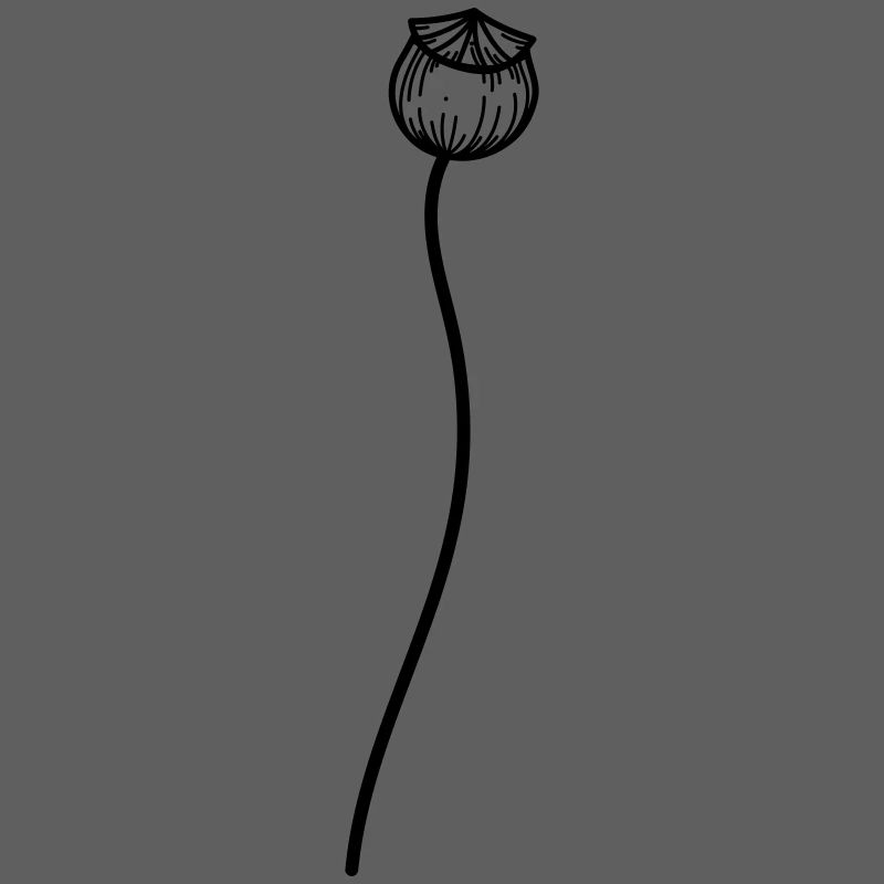Fleur de pavot 2