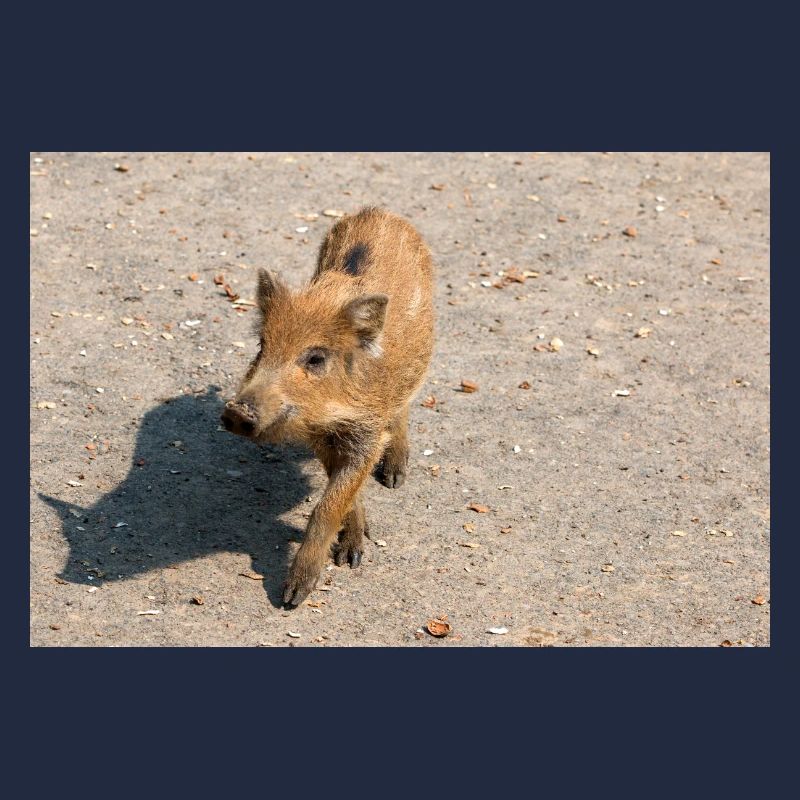 Boarling boar (Sus scrofa) in the forest