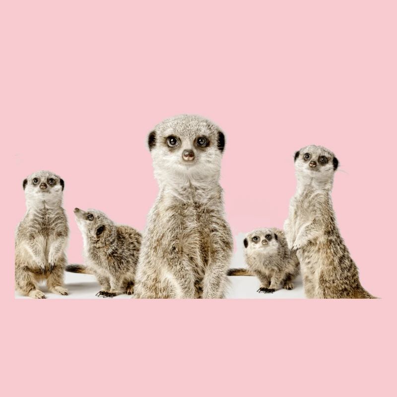 Erdhörnchen