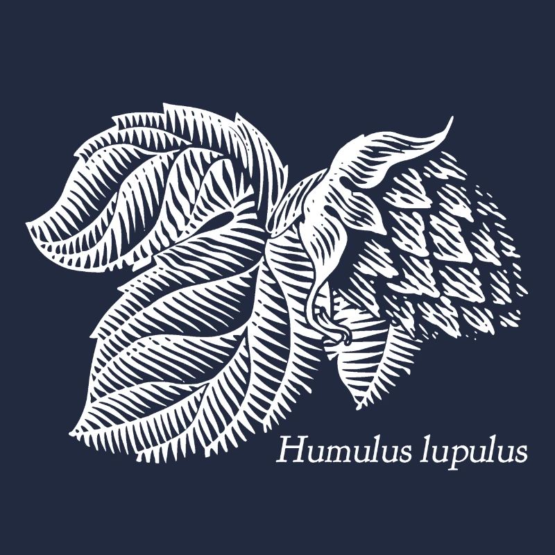 Humulus lupulus Soyons houblonnés