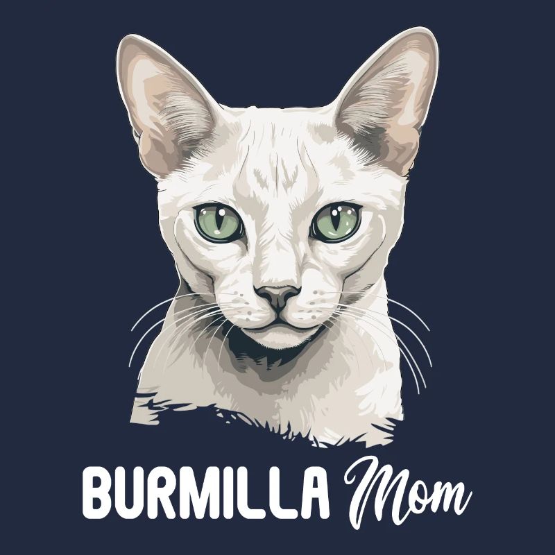 Burmilla Kätzchen Burmilla Katze