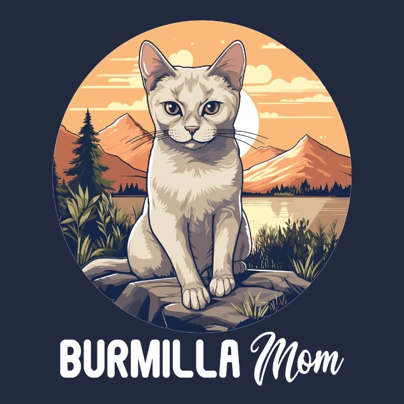 Burmilla Kätzchen Burmilla Katze