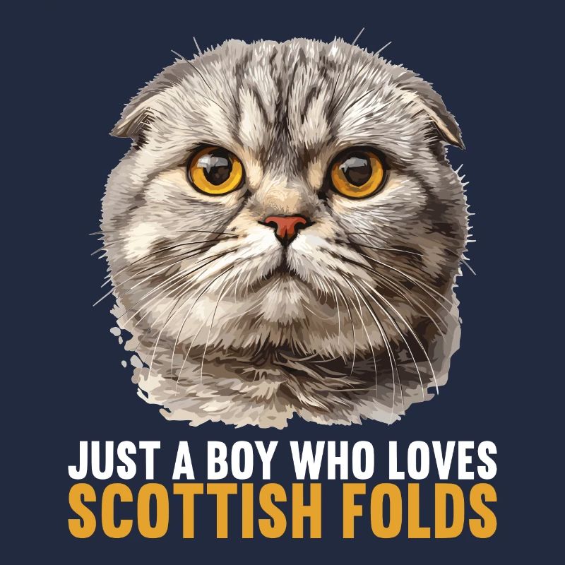 Scottish Fold Kitten Scottish Fold Cat