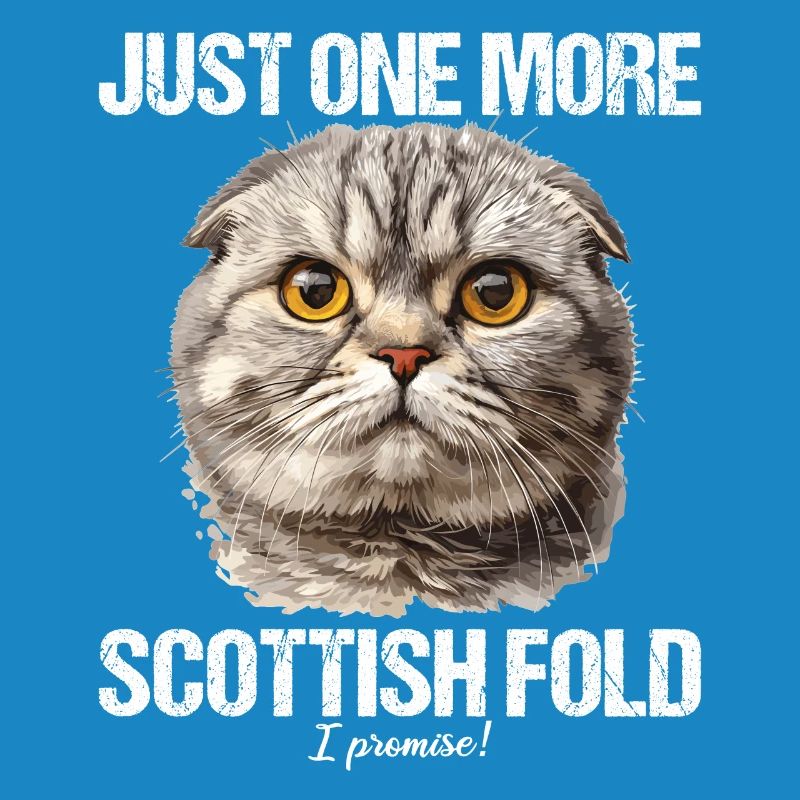 Scottish Fold Kitten Scottish Fold Cat