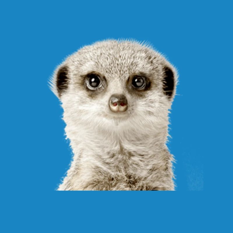 Suricate