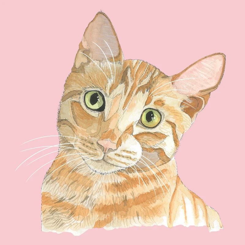 Chat rouge