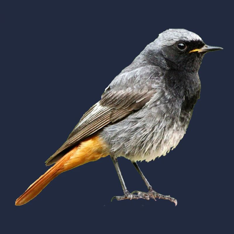 Redtail Robin