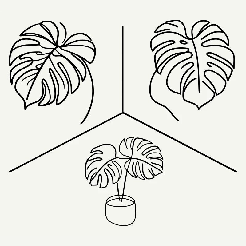 Conception Monstera