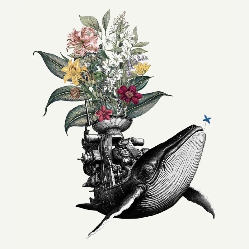 Congratulations – Frog, Whale, Flowers