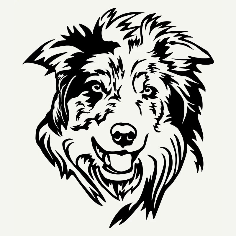 Border Collie Head