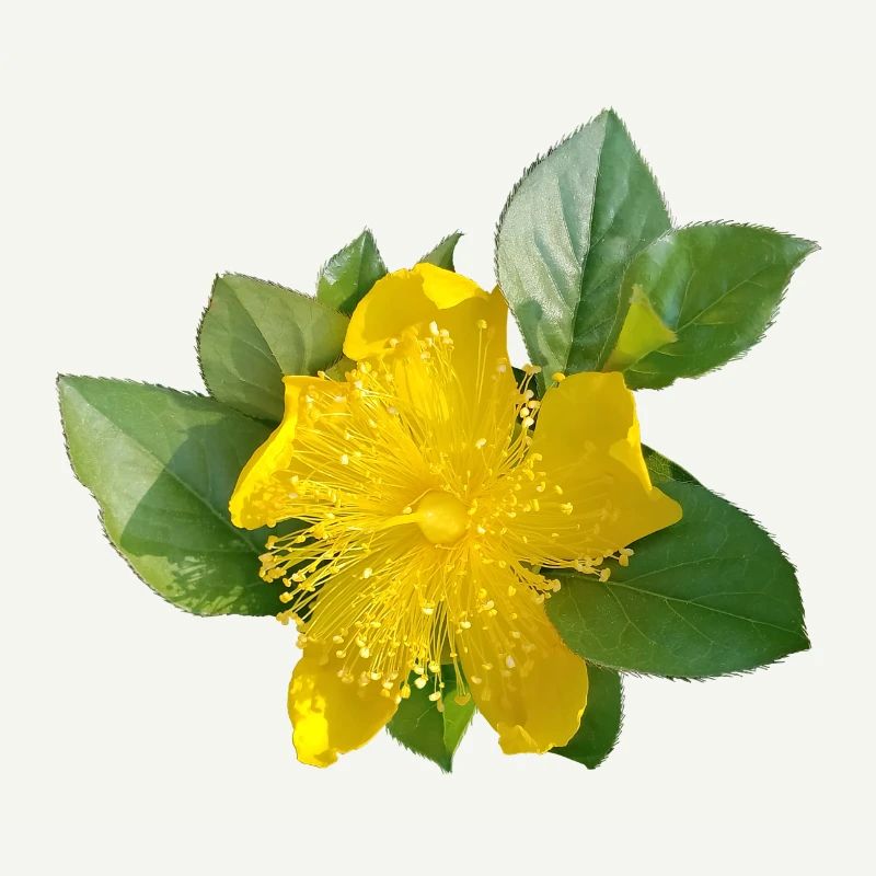 Karrie /Beauté dorée japonaise