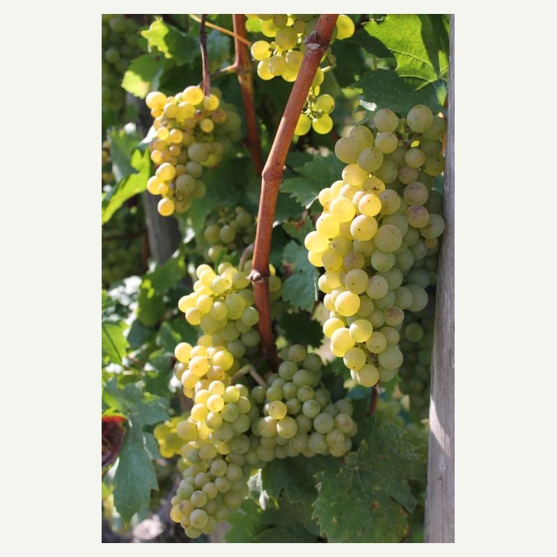 Vignes