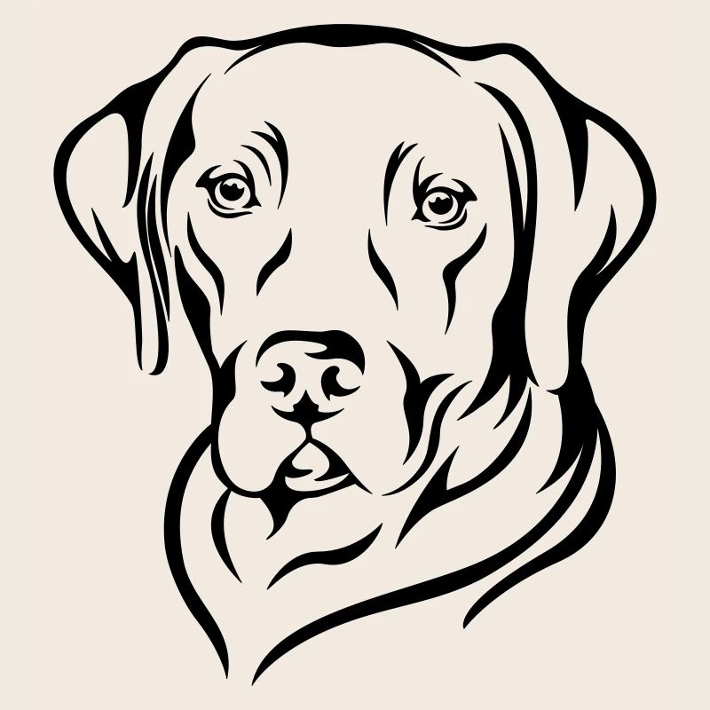 Labrador 2
