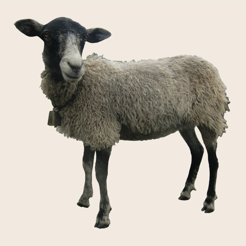 Mouton