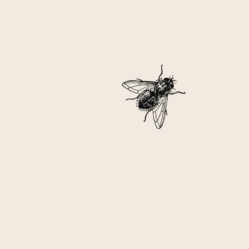 fliege