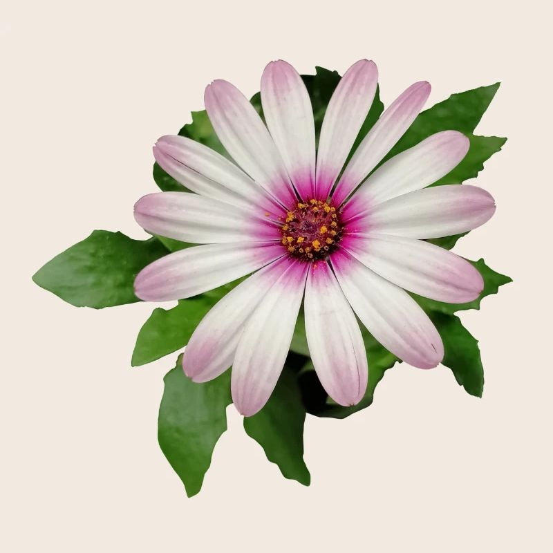 FLEUR DE PANIER DE CAPE VIOLETTE ET BLANCHE