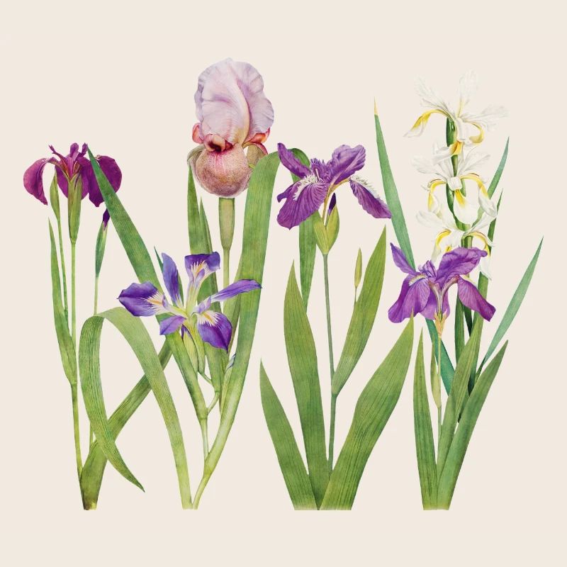 Iris sauvage et orchidée design botanique