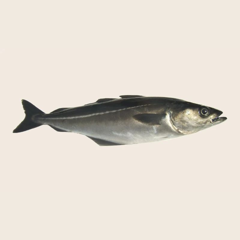 Fisch Pollack