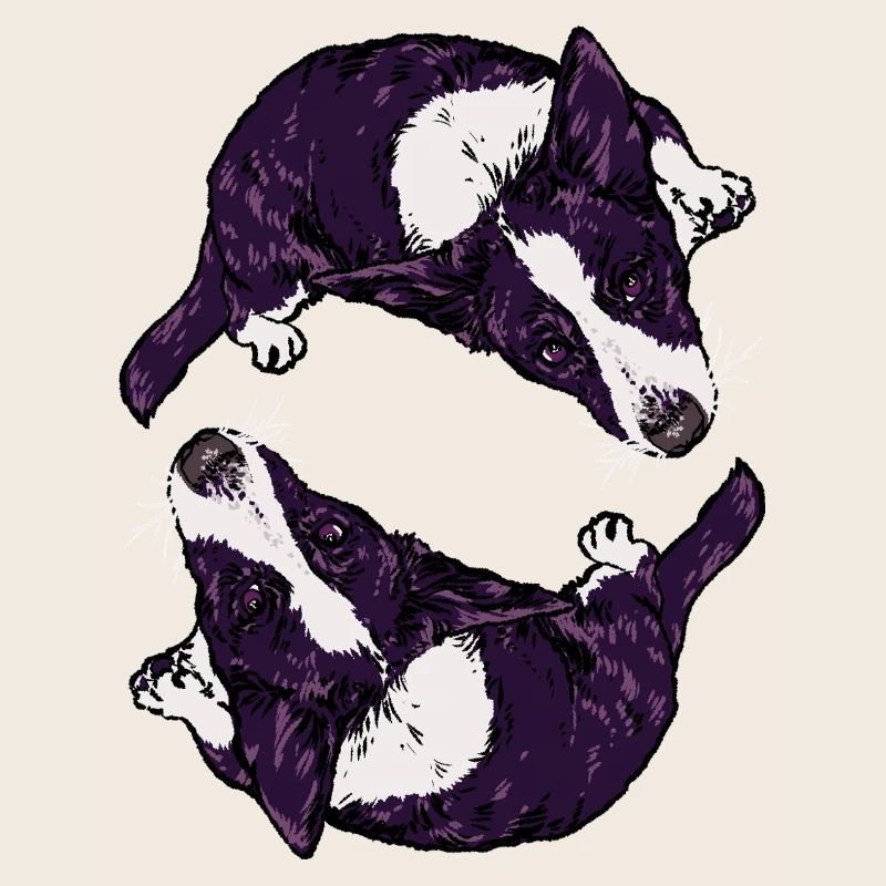 Corgis