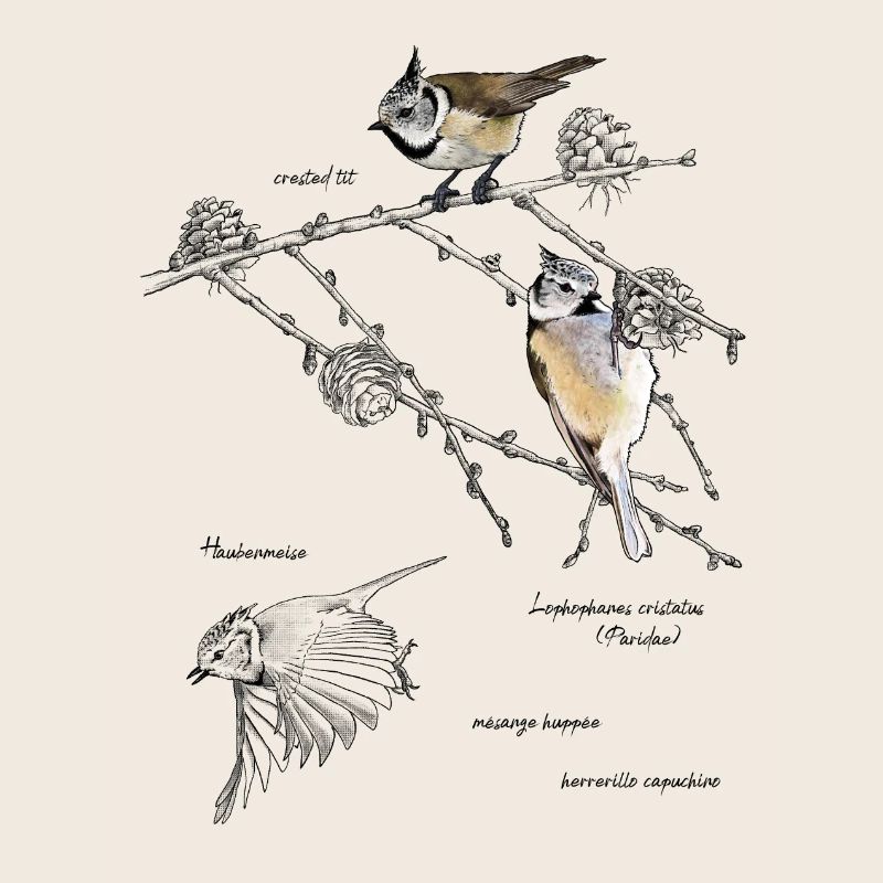 Crested tits