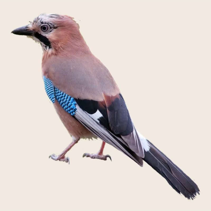 jay am431