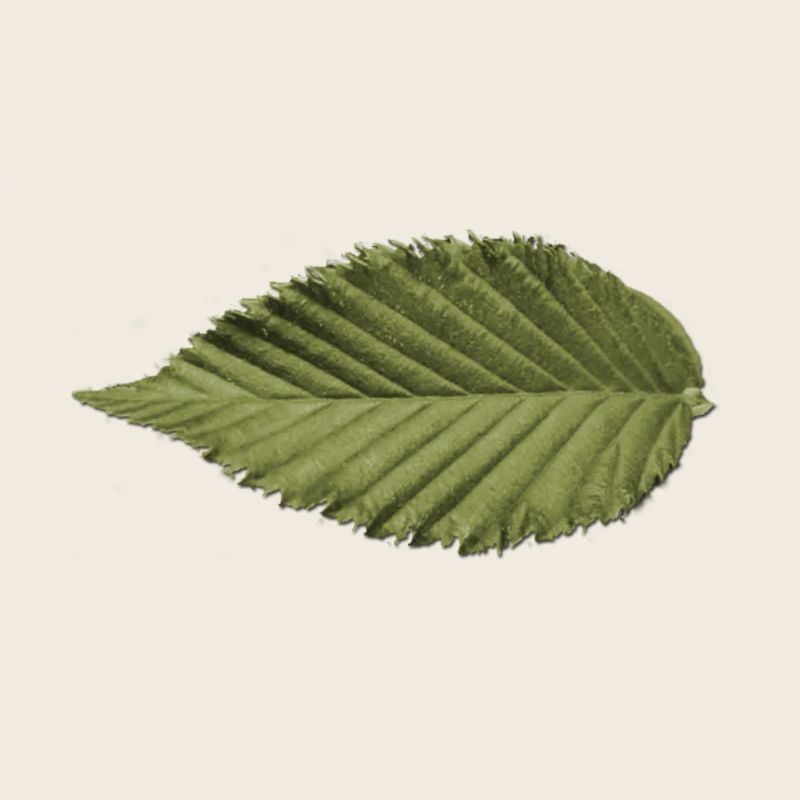 Leaf Structure Olive Green Pattern