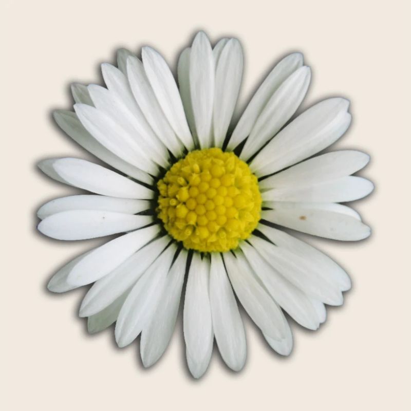 Daisy - fleur