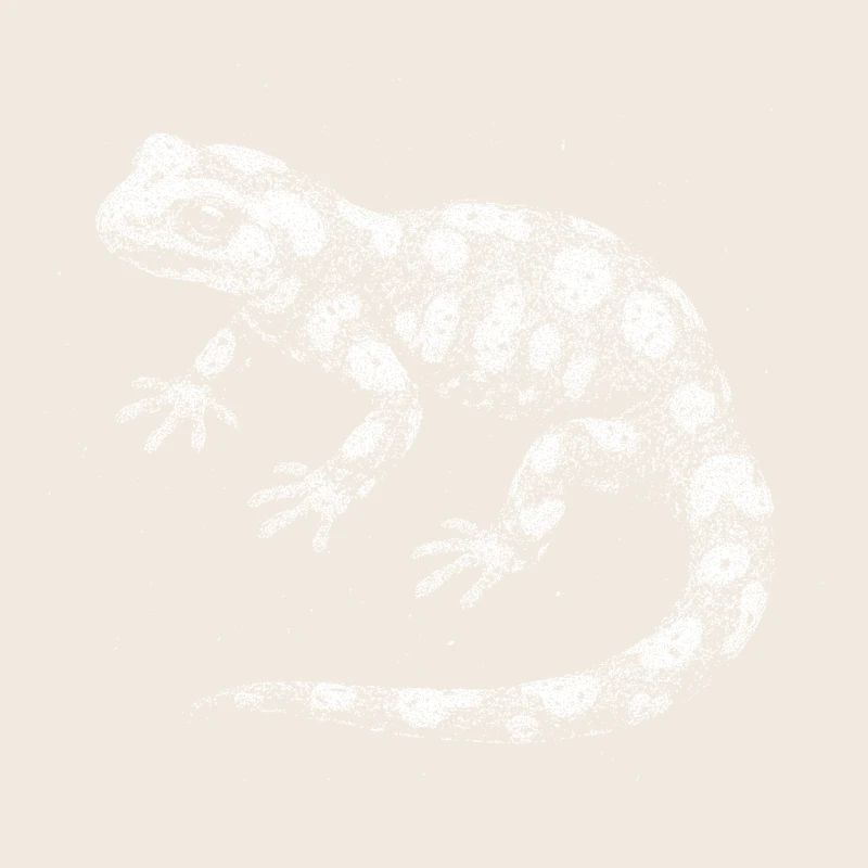 Fire salamander