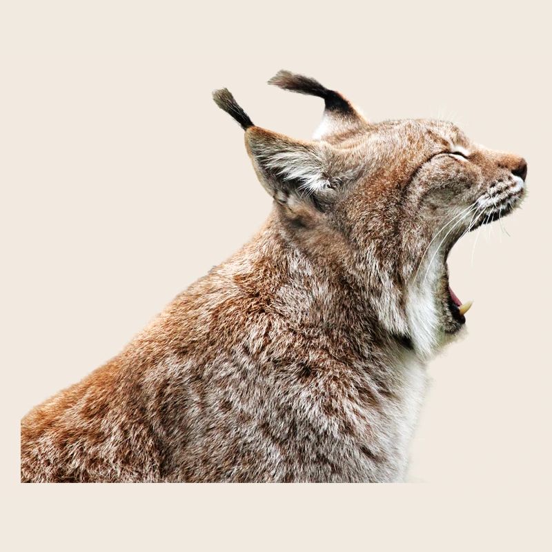 linx luchs cat cat