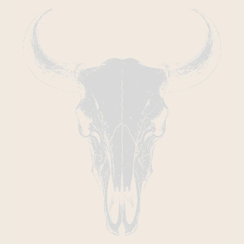 Bull Skull Horns
