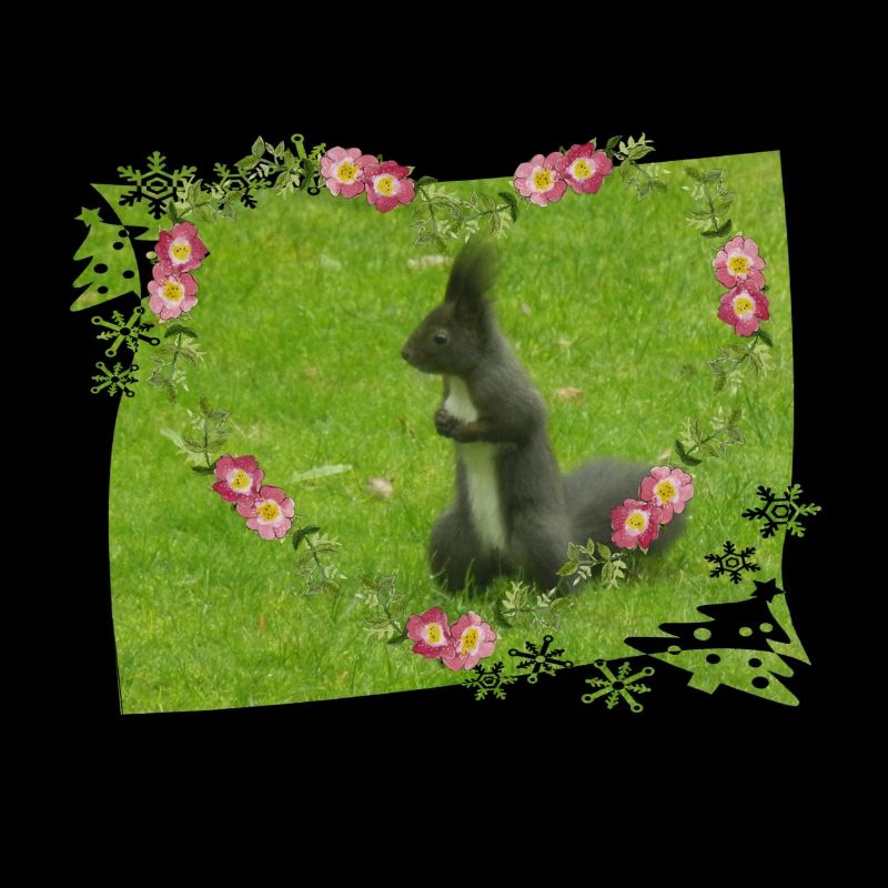 Eichhörnchen Liebe Tiere Tierfreund