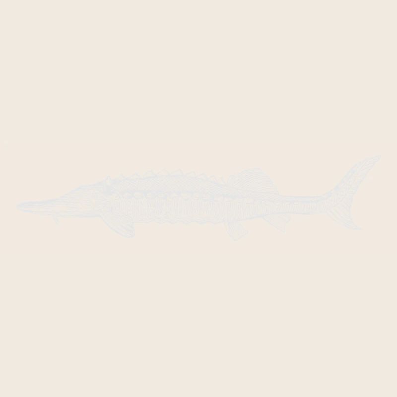 Stör