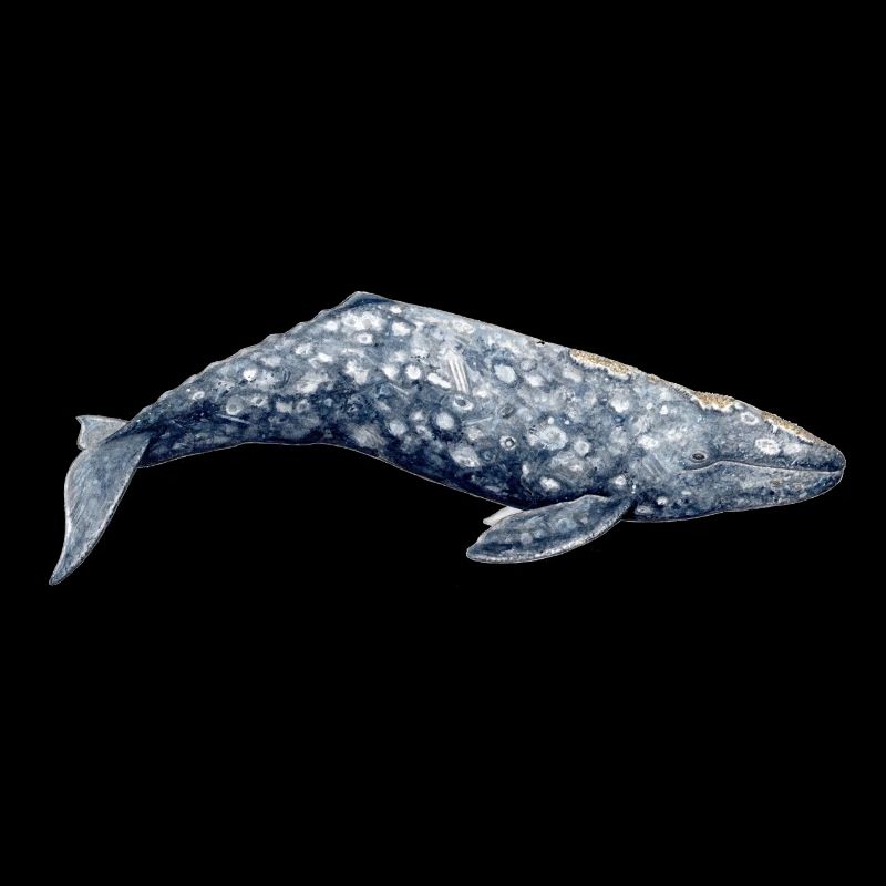 Baleine grise - baleine grise - Baleine Grise