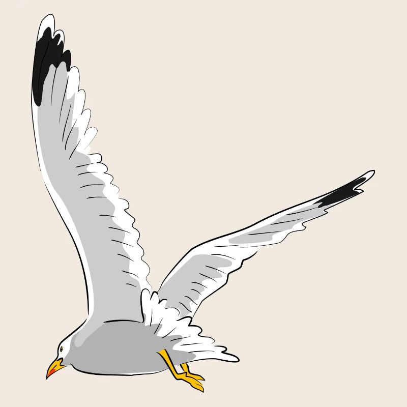 Seagull in flight