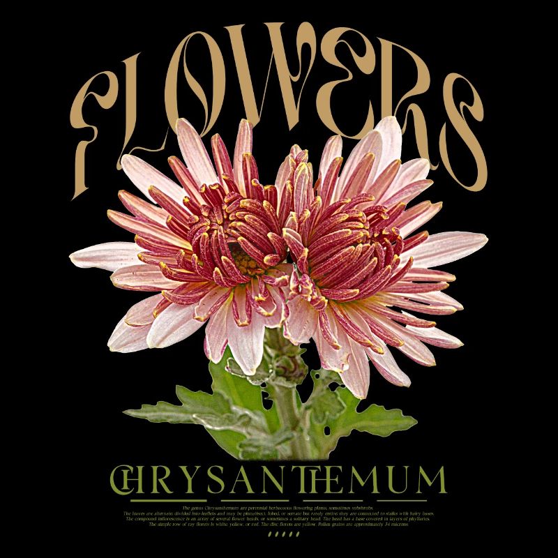 Chrysantheme Chrysanthemen