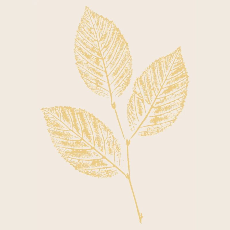 Leaves Beech / Beech Branch BOTANICAL