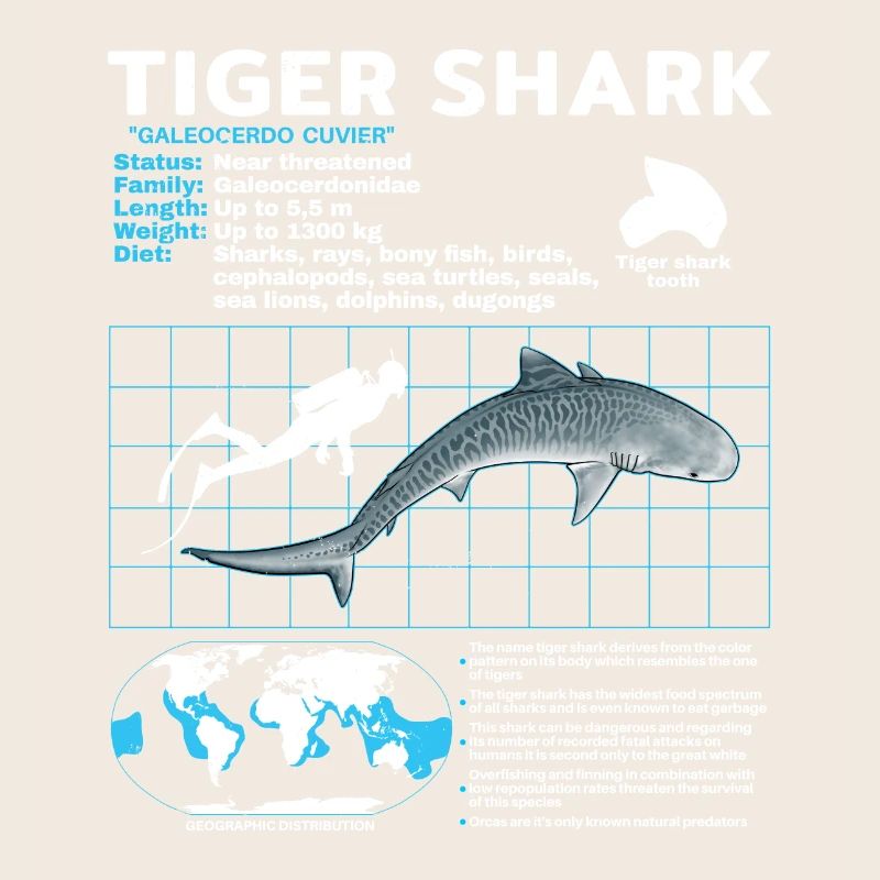 Tiger Shark Fact Sheet Datasheet