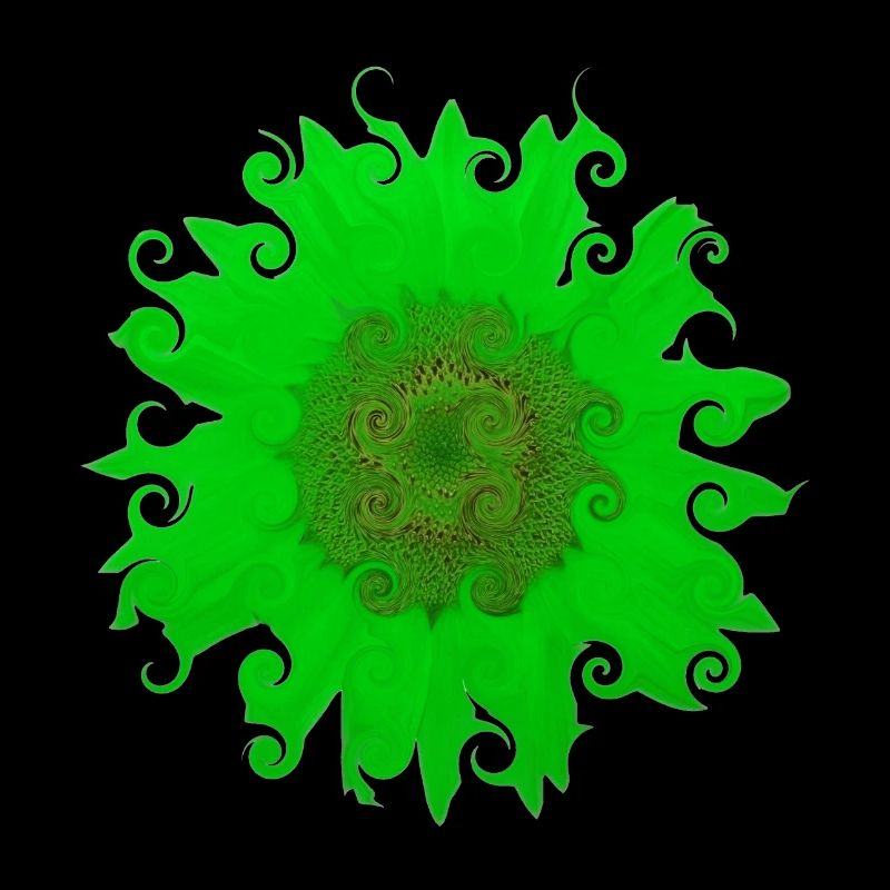 Sonnenblume