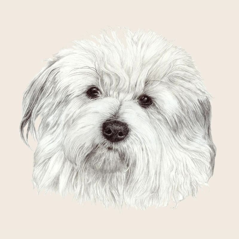 Coton-de-Tuléar