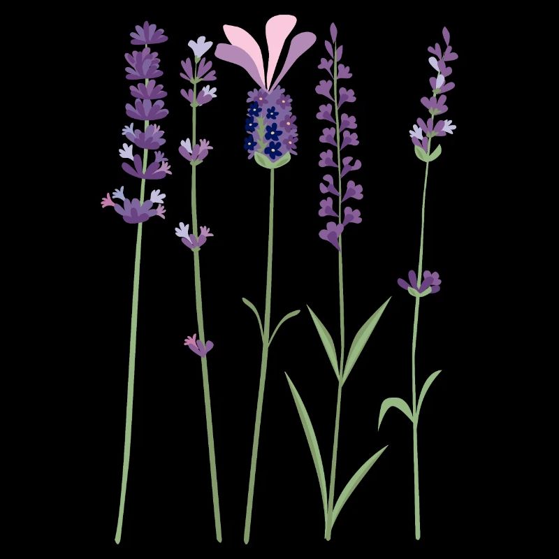 Lavendel Lila Violett Provence Lavender Botanic