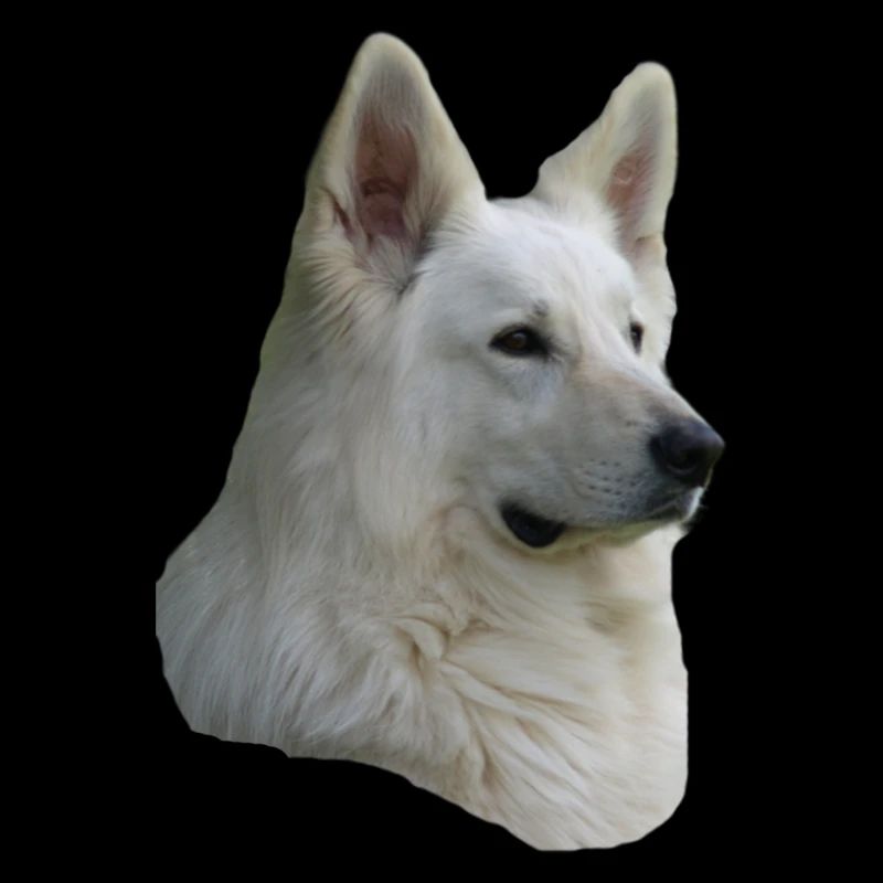 Tête de berger blanc