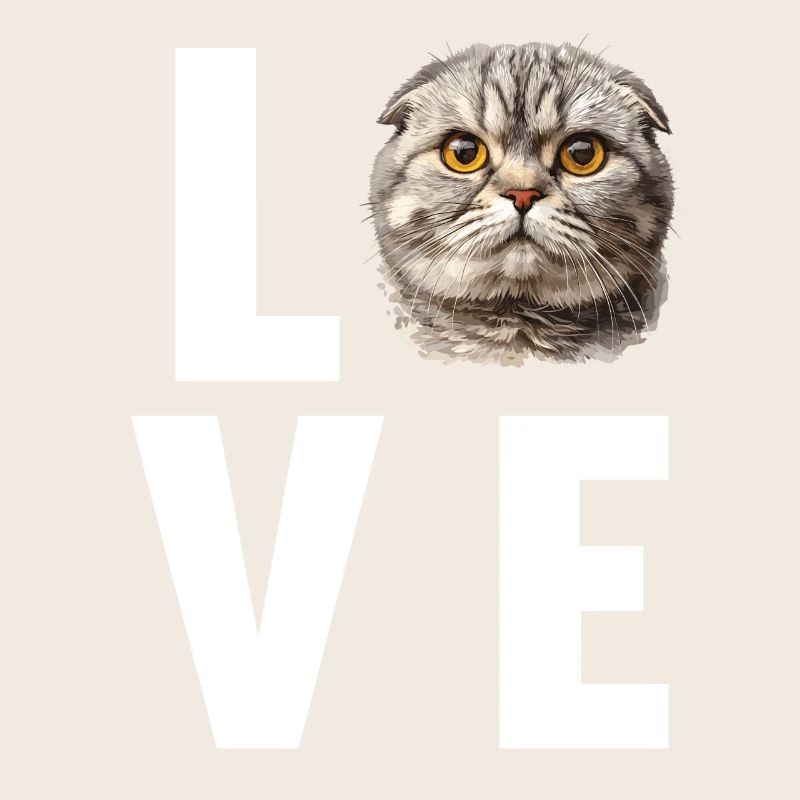 Scottish Fold Kitten Scottish Fold chat