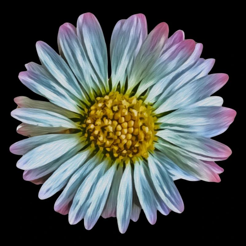 Gänseblümchen
