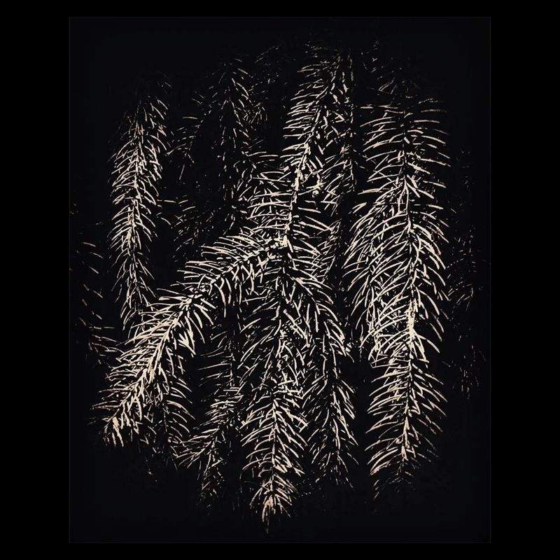 Sort Pines