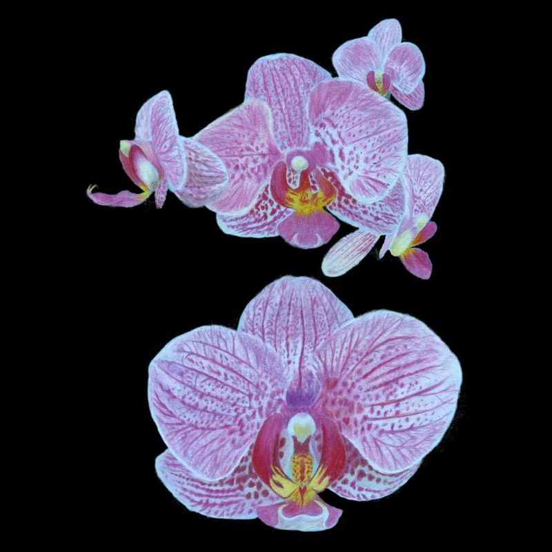 Orchideenblüten