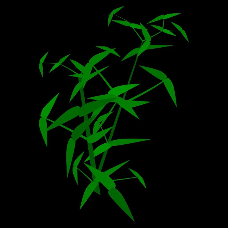 Bamboo