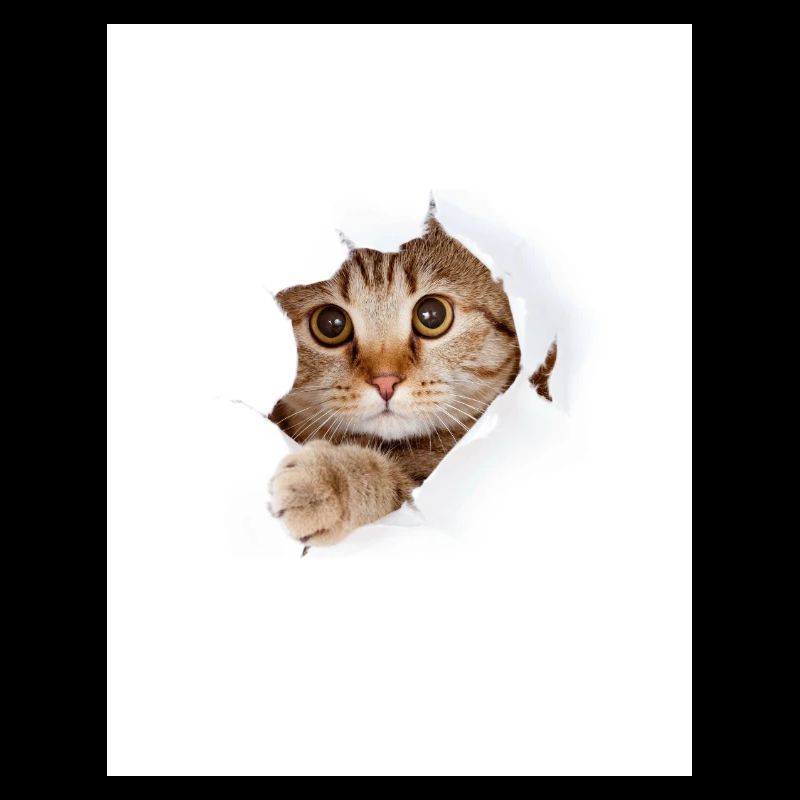 Chaton à coucou à travers une déchirure de papier