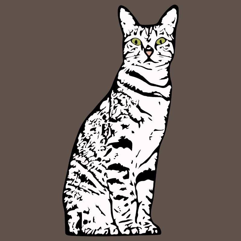 Chat Blanc Blanc Chats Chaton mignon